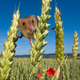 Illustration for article titled The harvest mouse is natures most adorable acrobat